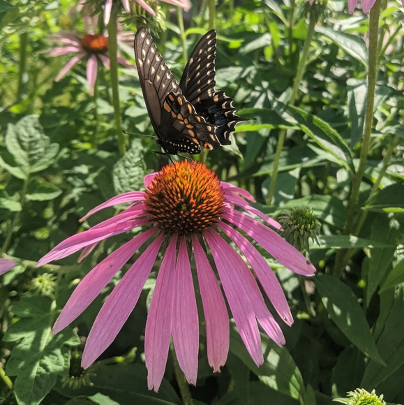 ♥️ - Picture 3 of 14